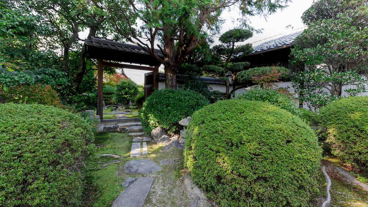 有楽斎椿と山桜の庭