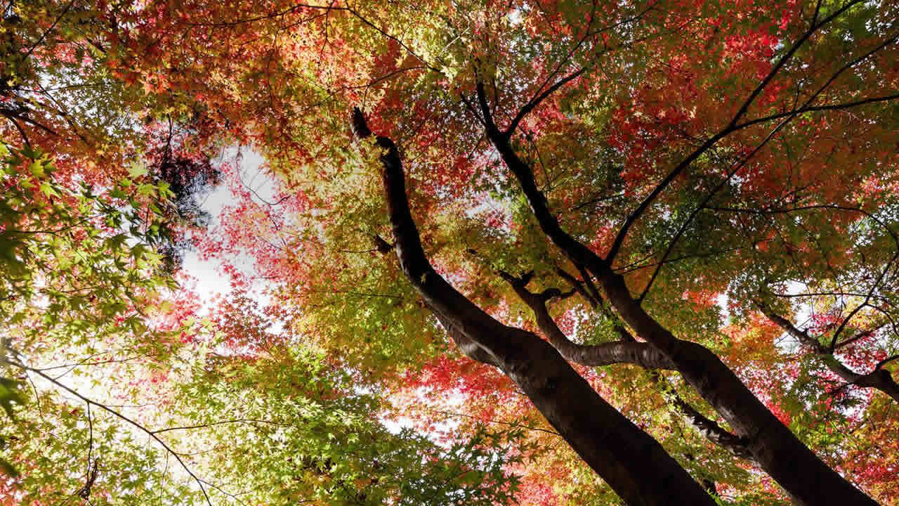 宗派を問わない永代供養の樹木葬